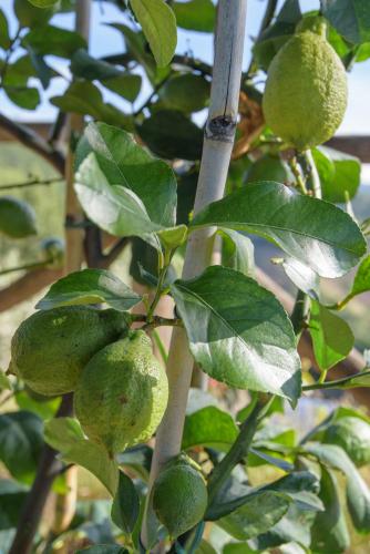 a close up of a lemon tree with green leaves at Agriturismo La Coccinella in Valfabbrica