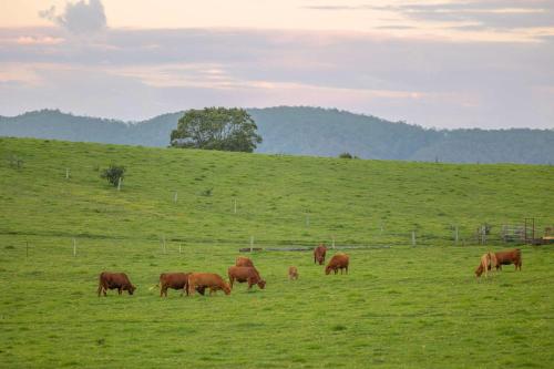 a herd of brown cows grazing in a field at Saddle House by Tiny Away in Lower Beechmont