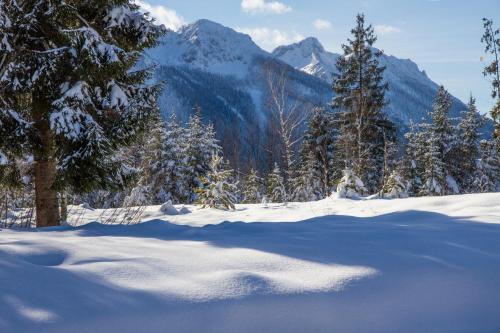 a snow covered field with trees and mountains at Ferienwohnung Haus Rieder Inzell in Inzell