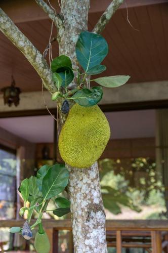 a tree with a large green fruit on it at Lion Cafe Resort in Ban Huai Sieo