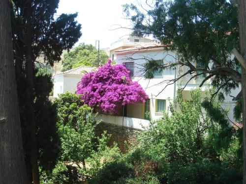Κήπος έξω από το KARMI Apartments Stenies Andros