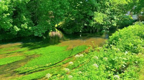 a river with green plants and trees on the side at Parkside Studio Retreat, 5 min from station ,R2 in London