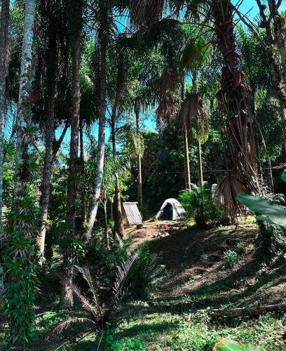 a forest with palm trees and a bench in the shade at Camping Místico - Vale do Ribeira in Juquiá