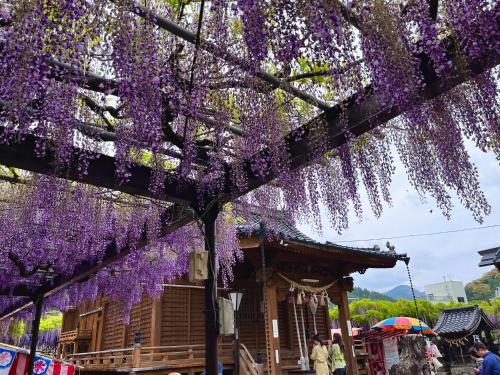 a tree covered in purple wisteria hanging from a building at ootaryokan in Kuroki