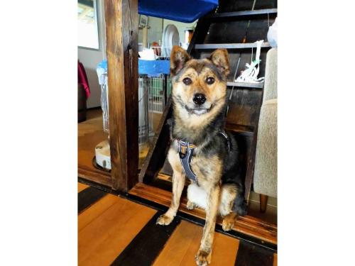 a dog sitting on the floor next to a door at LongHillsEcoGuesthouse&Cafe - Vacation STAY 24885v in Kinoshita