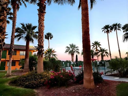 a group of palm trees in front of a fence at Econo Lodge Inn & Suites Yuma in Yuma