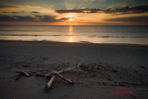 a branch in the sand on a beach with the sunset at Casa Vacanza Piazza Gramsci 1 in Scanzano