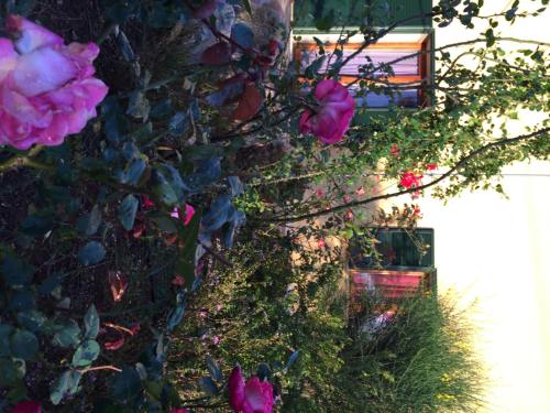 a bunch of pink roses growing on a wall at Agriturismo Mele in Copertino