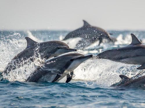 a group of dolphins jumping in the water at Epic Ocean Views & Outdoor bath in Wellington