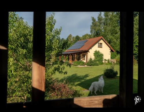 a cat standing in front of a house at Majcia in Jelenia Góra