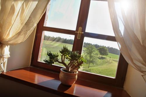 a window with a potted plant sitting on a table at Pension Rothschildův dvůr in Bělá