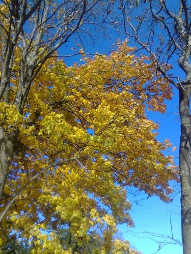 a group of trees with yellow leaves on them at Chalupa Na Bucharu in Javorná