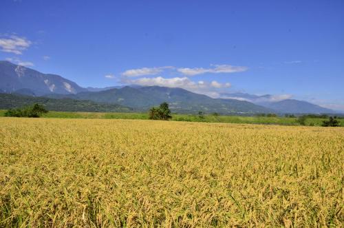 a field of wheat with mountains in the background at 八畝田 Bamutian Farmland 8 Mu in Yuli