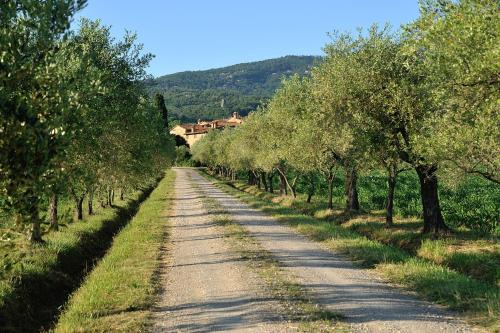 a dirt road with trees on both sides at La Fattoria del Rio di Sopra - Agriturismo Baldeschi in Tuoro sul Trasimeno