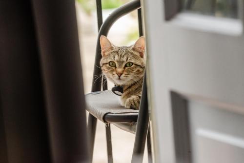 a cat sitting on a chair looking at the camera at Ionian Luxury Apartments in Perama