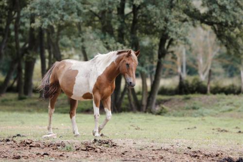a brown and white horse walking in a field at Farma Mlýn Drásov in Drásov