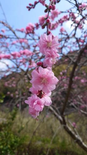 a bunch of pink flowers hanging from a tree at 南伊豆ガーデンヴィラ in Minamiizu