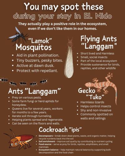 a flyer with a picture of bugs and insects at El Nido Lofts in El Nido