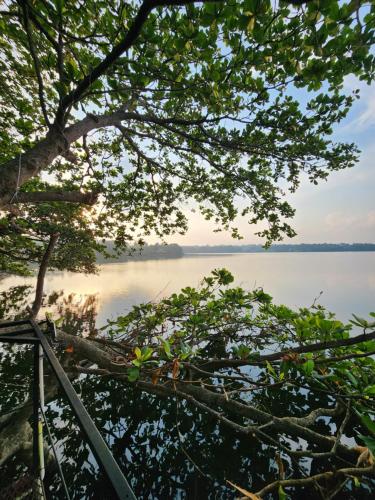 a view of a lake through the branches of a tree at Pearl Bolgoda in Piliyandala