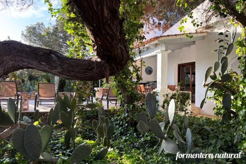 a house with cacti in the front yard at Casa Lilu Playa Migjorn - Formentera Natural in Playa Migjorn