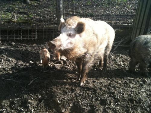 a pig and two pigs standing in the mud at Schlossbrauerei Weinberg - Erste oö. Gasthausbrauerei in Kefermarkt