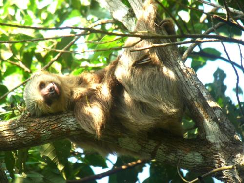 a sloth is sleeping on a tree branch at Gamboa Rainforest Reserve in Gamboa