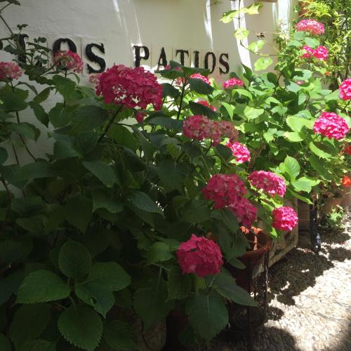 Zahrada ubytování Los Patios