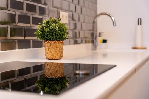 a potted plant sitting on a counter in a kitchen at El loft del sardi in Santander
