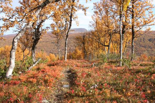 a path through a field of flowers in the woods at Sörmons Stugby in Ljusnedal