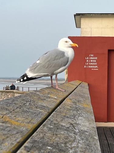 a seagull standing on top of a pier at L'horizon d'Ault, prêt à séjourner, draps & serviettes inclus, lits faits à l'arrivée in Ault
