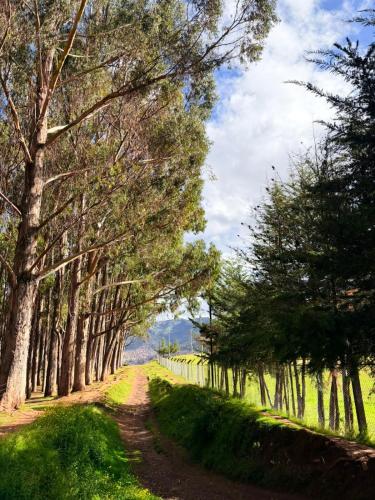 a dirt road lined with trees on a field at Qenqo's House in Cusco