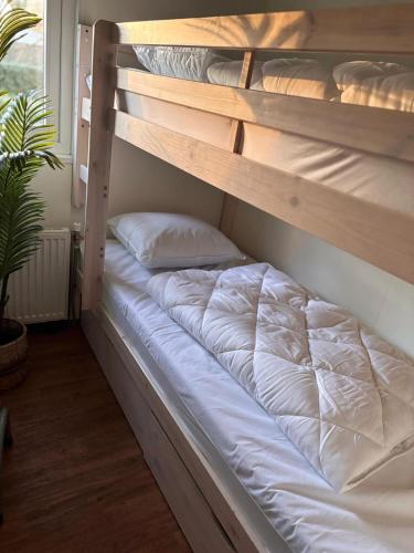 an empty bunk bed in a room with a plant at Comfortable Chalet in Berkhout