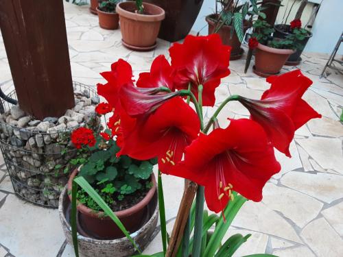 a group of red flowers in a pot at KASTELY ViLLA MISKOLCTAPOLCA in Miskolc