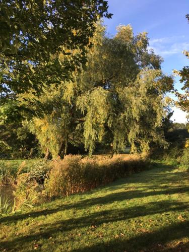 a tree in the middle of a field at Sturmer Hall Hotel and Conference Centre in Haverhill