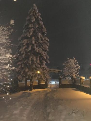 a christmas tree covered in snow at night at Hotel Lindenhof in Bad Gastein