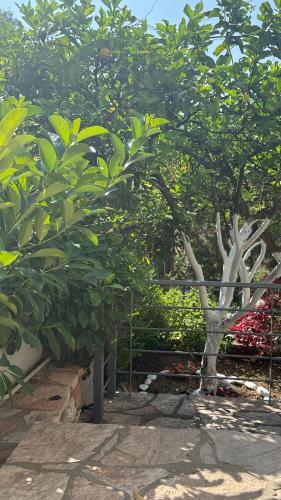 a tree in the middle of a garden at Ella apartments in Parga