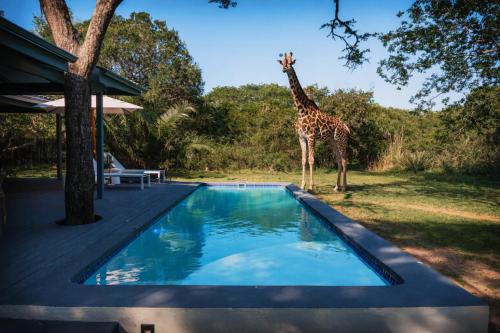 a giraffe standing next to a swimming pool at The Grand Luxury Safari Villa, Huge Private Pool, Hot tub, Outdoor Shower, Giraffe Tower, Free Standing Bath, Private Game Reserve, Stargazing, Ultimate Bush Luxury in Hluhluwe