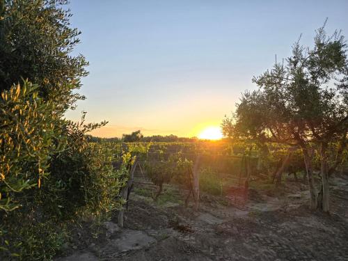 a sunset in a vineyard with the sun setting at Finca Magdalena Casa de Campo in San Rafael