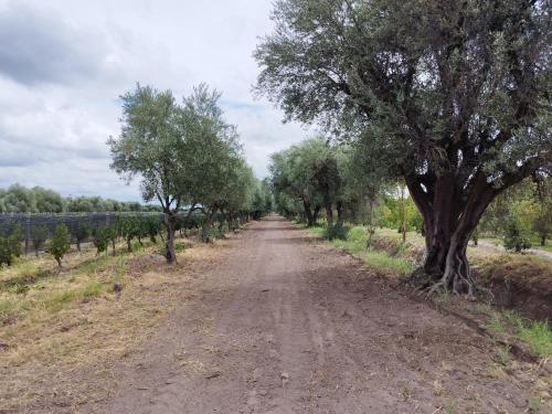 a dirt road with trees on either side at Finca Magdalena Casa de Campo in San Rafael