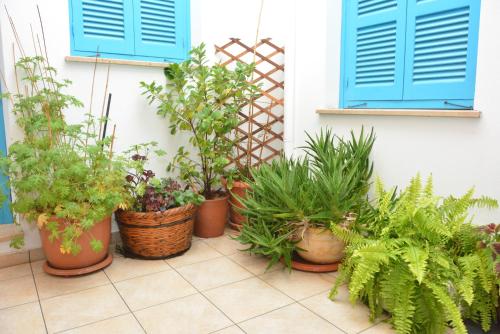 a group of potted plants sitting next to a building at Cypriot Swallow Boutique Hotel in North Nicosia