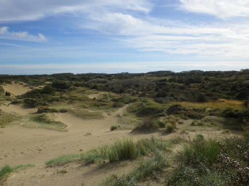 a view of a desert with bushes and trees at Evancy Etoile Des Dunes in Bray-Dunes