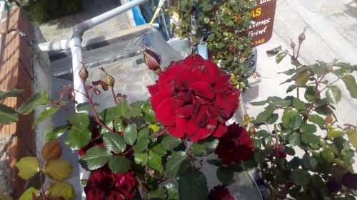 a red flower is growing in a garden at Kostas Walkers Point in Dafnáta