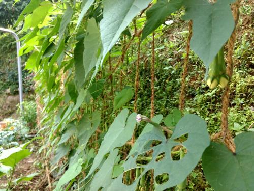 a bunch of green bananas hanging from a tree at Sceva's Garden Home in Munnar