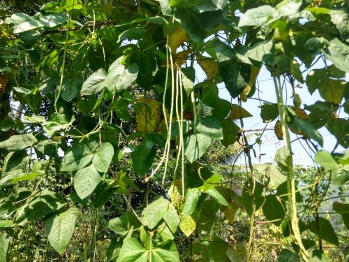 a tree with lots of green leaves on it at Sceva's Garden Home in Munnar