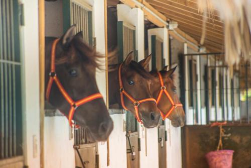 two brown horses are standing in a stable at Hotel Casa Hemingway in Juan Dolio