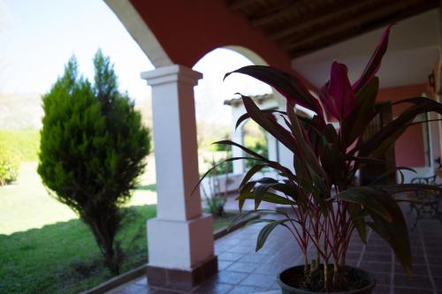 a plant in a pot sitting on a porch at Estancia Santa Leocadia in Bialet Massé
