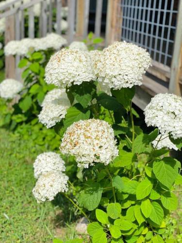 a bush of white flowers in front of a fence at Connie's Little House in Elmira