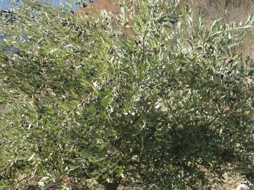Κήπος έξω από το Appartamenti Camere Masi Brenta