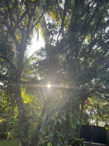 a tree with the sun shining through it at Tree Avenue Villa Dambulla in Galewela