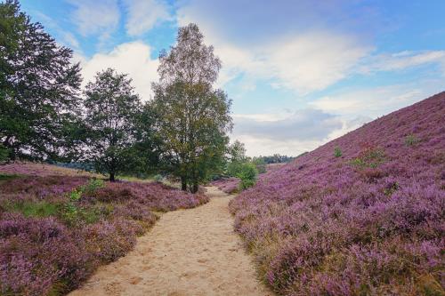 a dirt path through a field of purple flowers at Human & Horse Hotel in Kootwijkerbroek